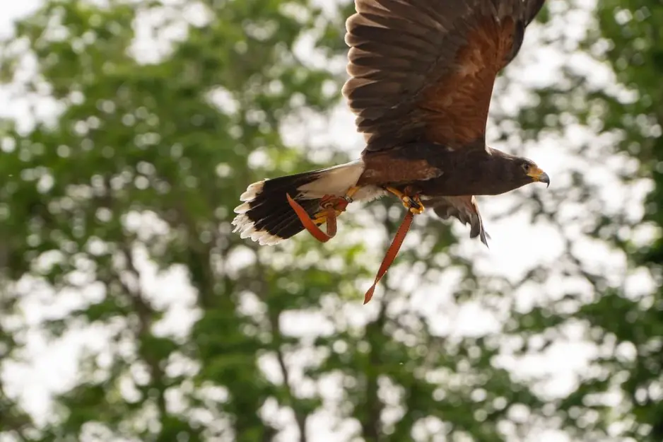 Laboratorio falconeria diurna con istruttori esperti