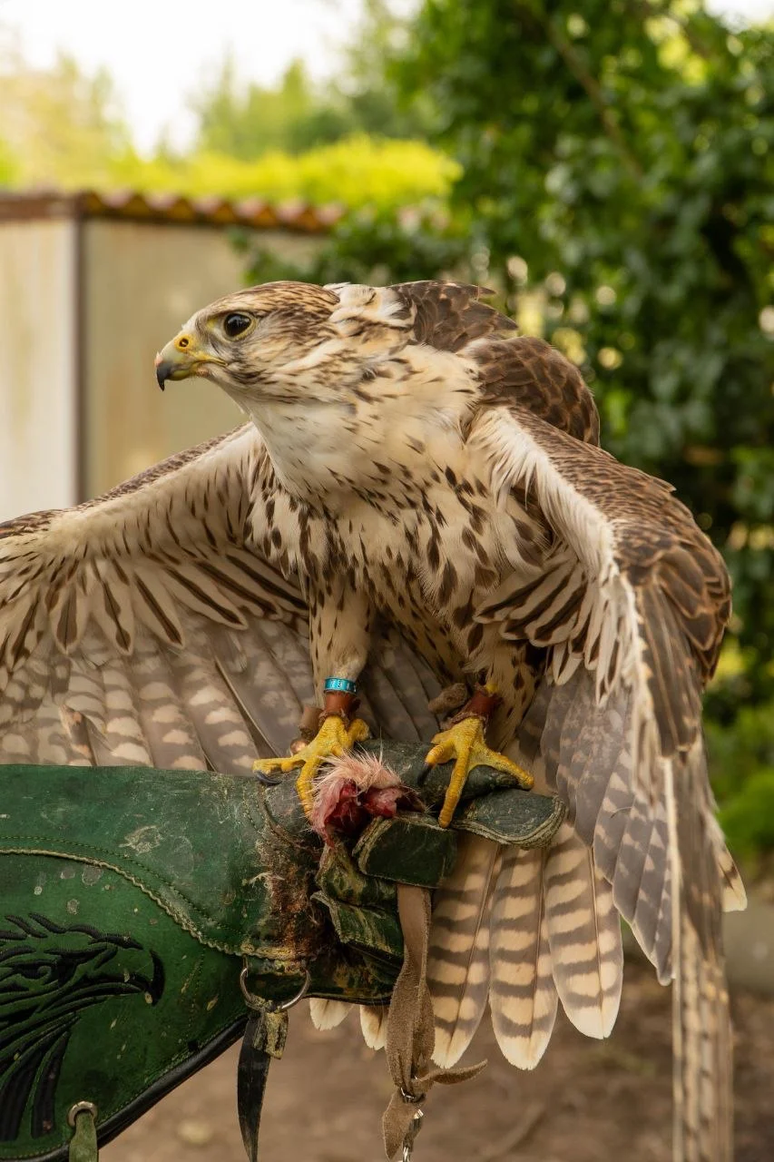 Azione