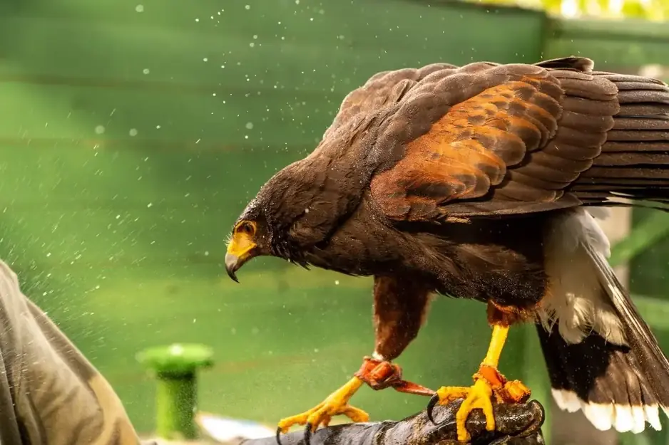 Spettacoli di falconeria per eventi