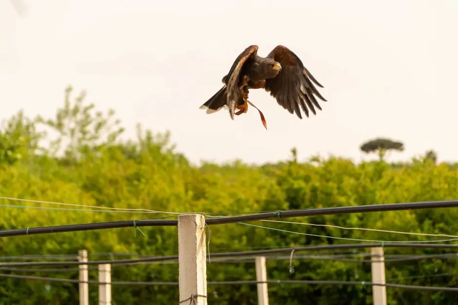 Corsi di falconeria in Campania