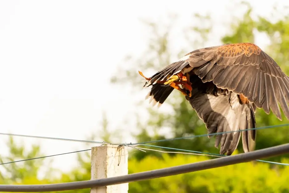 Dissuasione volatili con rapaci in azione