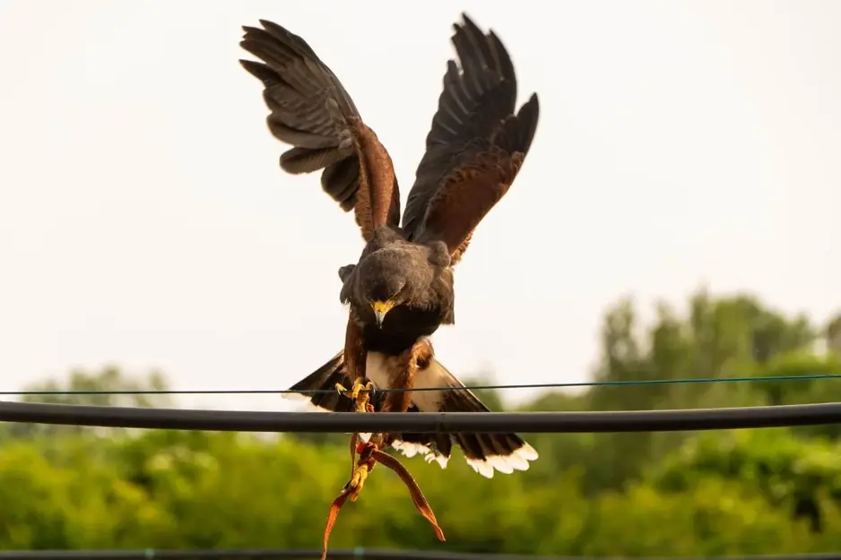 Azione
